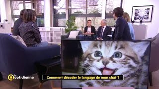 Comment décoder le langage de mon chat [upl. by Rinee52]