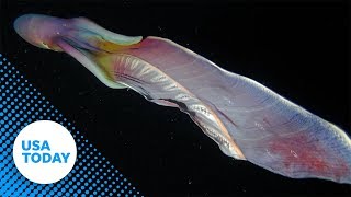 Rare rainbow blanket octopuses caught on camera in the Philippines  USA TODAY [upl. by Okkin]