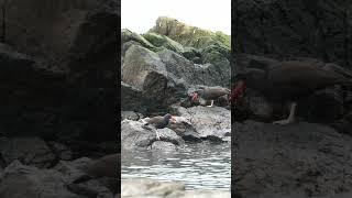 Black Oystercatchers feeding [upl. by Glimp825]