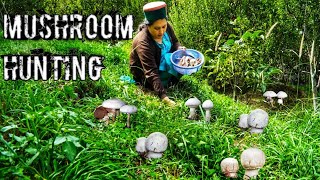 Horse Mushroom Agaricus Arvensis Hunting Kinnaur HP Wild Mushroom [upl. by Blockus]