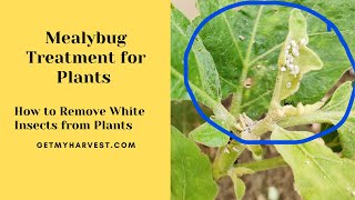 Mealybug Treatment for Plants  Remove White Insects on Plants 👩🏻‍🌾 🐜🐛👩🏻‍🌾 [upl. by Arin]