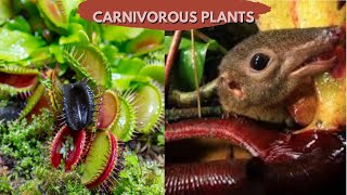 quotCarnivorous Plants Natures Deadly Botanical Wondersquot [upl. by Aivonas]