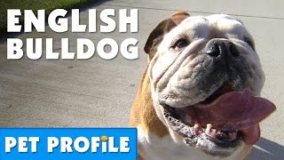 English Bulldog Pet Profile  Bondi Vet [upl. by Ahsiyk]