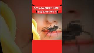 Des araignées dans les bananes [upl. by Christiana108]