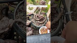 Mottled ducklings on the windowsill have been preyedupon by a kestrel mother animalrescue rescue [upl. by Lorain]