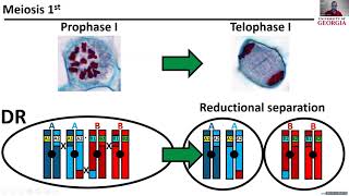 Estimation of Double Reduction in Segmental Allotetraploid Peanut Lamon [upl. by Nosoj284]