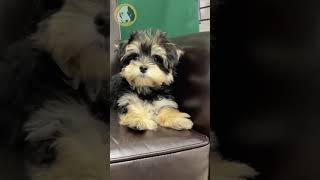 Morkie puppy Lucy [upl. by Jonathan]