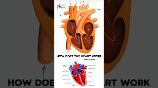 How does the heart work medical animation 3d short [upl. by Malita]