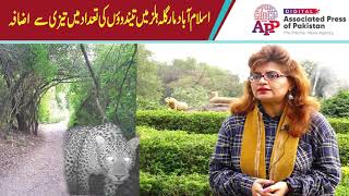 Rapid rise in leopard numbers in Islamabads Margalla Hills  Sahar Khan  APP [upl. by Hi]