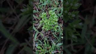 Tiny Hoppea fastigiata  with white flowers [upl. by Gargan]