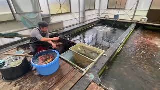 Koi selection at Kase Koi Farm [upl. by Abisha]