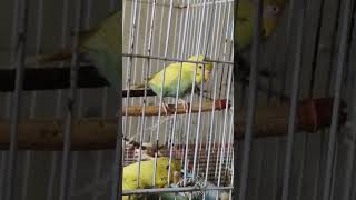 Budgies are full time  😘 parrot cute birds babybudgies budgies [upl. by Archangel]