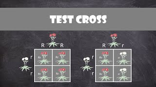 Test Crosses  Genetics [upl. by Garrett581]