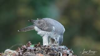 Goshawk feeding on its prey [upl. by Saibot203]