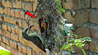 A baby in a sunbirds nest BirdsofNature107 [upl. by Pernell]