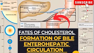 Fates of Cholesterol  Bile Formation  Enterohepatic Circulation  Cholelithiasis [upl. by Eliot378]