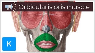 Orbicularis oris muscle  Anatomical Terms Pronunciation by Kenhub [upl. by Garrison509]