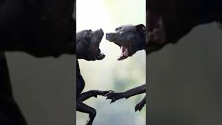 Pitbull vs Rottweiler Real Fight 🔥🔥 [upl. by Clercq]