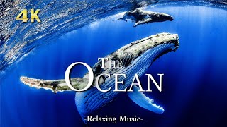 ４K 海の生き物たちの絶景水族館【リラックス音楽】The Ocean [upl. by Acnayb]