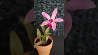 Laelia crispata Laelia rupestris x sib 렐리아 크리스파타 보리난원 [upl. by Yelwar703]