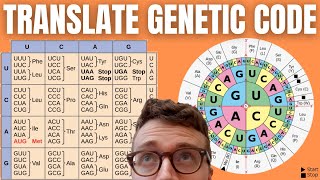 How to Translate mRNA to Amino Acids DECODING THE GENETIC CODE [upl. by Hurwitz]