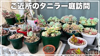 【多肉植物】ぷくぷく多肉ちゃんが勢揃い【ガーデニング】 [upl. by Dranek]