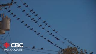 Why crows fly to Burnaby every evening [upl. by Zebe]