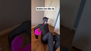 Katten zijn echt zo 😂 katten [upl. by Hcaz]