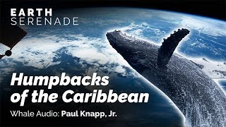 Humpbacks of the Caribbean [upl. by Dimond665]