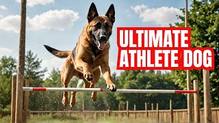 The ULTIMATE Belgian Malinois Athlete You wont believe their skills  The German Shepherd [upl. by Varick]