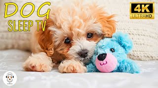 RELAXING MUSIC FOR STRESSED DOGS  Give Your Dog The Most Relaxation  Deep Anti Anxiety [upl. by Refinnej]