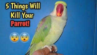 These 5 Mistake Will Kill Your Parrot 😵  In Hindi  Pets Vlog [upl. by Vikki]