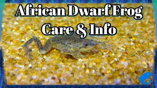 African Dwarf Frog Care and Information  Hymenochirus boettgeri  How To Keep African Dwarf Frogs [upl. by Krigsman255]