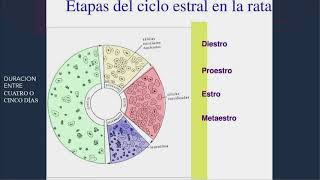 Ciclo estral de la rata Eje hipotálamoHipófisisGónada Participación hormonal [upl. by Ielarol67]