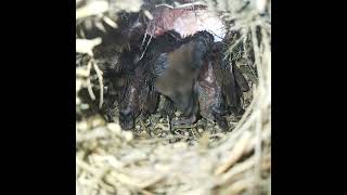 Ep162 Scalybreasted munia Birds All bird nests [upl. by Enelkcaj]