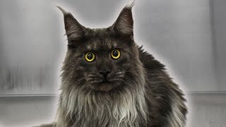 The most gorgeous Maine Coon Ive ever seen [upl. by Anidan]