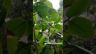 पत्थरचट्टा 🌿Kalanchoe pinnata shorts kalanchoeplant patharchatta yt garden trending plants [upl. by Rastus]