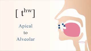 tʰʷ  unvoiced aspirated labialized apical alveolar stop [upl. by Elnukeda]