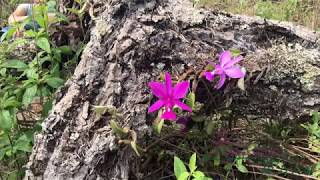 Habitat da Cattleya walkeriana  Cláudio MG abril de 2019 [upl. by Aicnelav975]