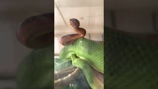 Emerald Tree Boa Baby Being Born  Emerald Tree Boa Live Birth  Corallus caninus [upl. by Acilegna792]