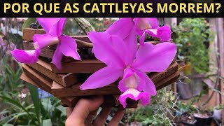 Por que as cattleyas apodrecem [upl. by Moor]