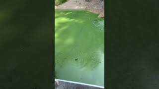 Algae bloom What is going on [upl. by Erdied]