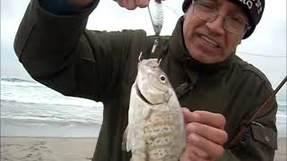 Pesca de orilla en La Salina Baja California [upl. by Atelahs960]