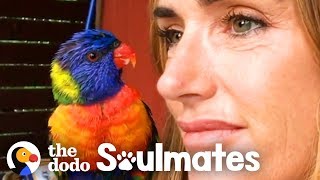 Wild Lorikeet Brings Girlfriend to Meet Human Mom  The Dodo Soulmates [upl. by Aneetsyrk808]