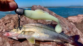 Pesca de RÓBALOS de ORILLA  como pescar con PLÁSTICOS  pesca de PLAYA [upl. by Savadove]