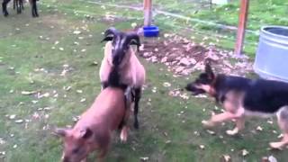 Barnyard antics German Shepherd Blackbelly Sheep and pigs [upl. by Orman687]