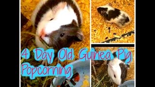 4 Days Old Guinea Pig Baby POPCORNING [upl. by Enyehc712]