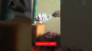 Cryptoheros cutteri cichlid cichlids aquarium fishtank acuarofilia aquariumhobby aquariumfish [upl. by Clifton]