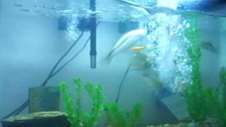 largemouth bass eating 42 gold fish [upl. by Bohner413]