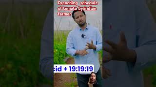 Indian farmerDrenching Schedule of tomato by Indian farmer agriculture [upl. by Neelie]